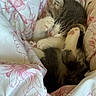 kitten, sleeping, cat, paw, fur, blanket, floral_pattern, cozy, cute, pet, animal, indoor, resting, soft, snuggling, small, pink, white, fur_pattern, relaxation