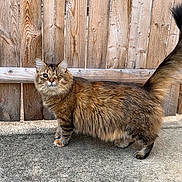 Ember joined the competition — help win amazing prizes! cat, one_eyed, fluffy, tail_up, outdoor, concrete, wooden_fence, pet, animal, fur, tabby, standing, side_view, cute, whiskers, ears, alert, domestic_cat, nature, friendly