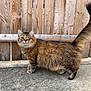 cat, one_eyed, fluffy, tail_up, outdoor, concrete, wooden_fence, pet, animal, fur, tabby, standing, side_view, cute, whiskers, ears, alert, domestic_cat, nature, friendly