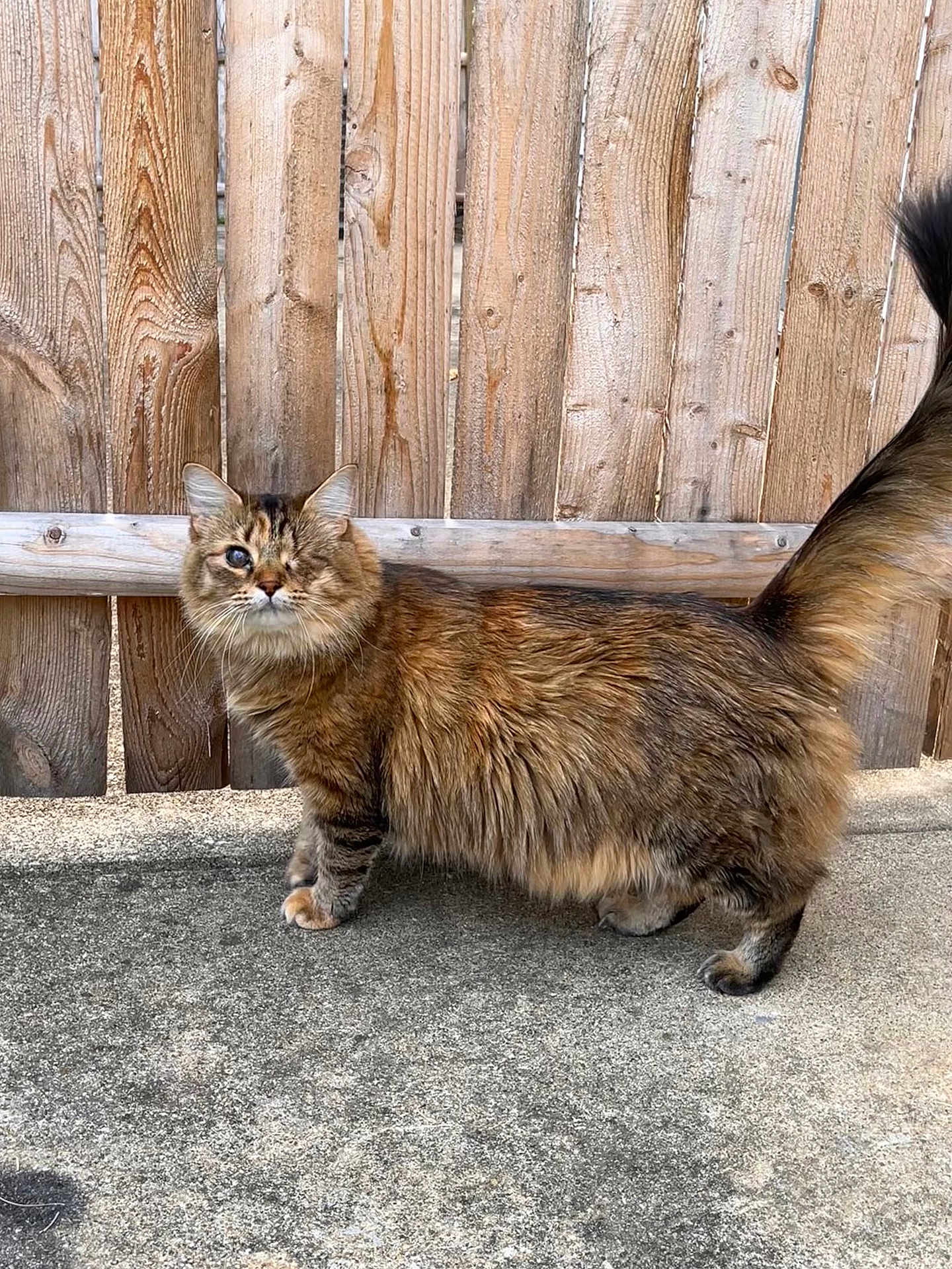 Ember joined the competition — help win amazing prizes! cat, one_eyed, fluffy, tail_up, outdoor, concrete, wooden_fence, pet, animal, fur, tabby, standing, side_view, cute, whiskers, ears, alert, domestic_cat, nature, friendly