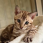 Akiro a rejoint le concours — aidez-le/la à gagner de superbes lots ! kitten, cat, animal, pet, fur, striped, whiskers, eyes, paw, claws, blanket, indoor, closeup, cute, young, feline, soft, resting, curious, portrait