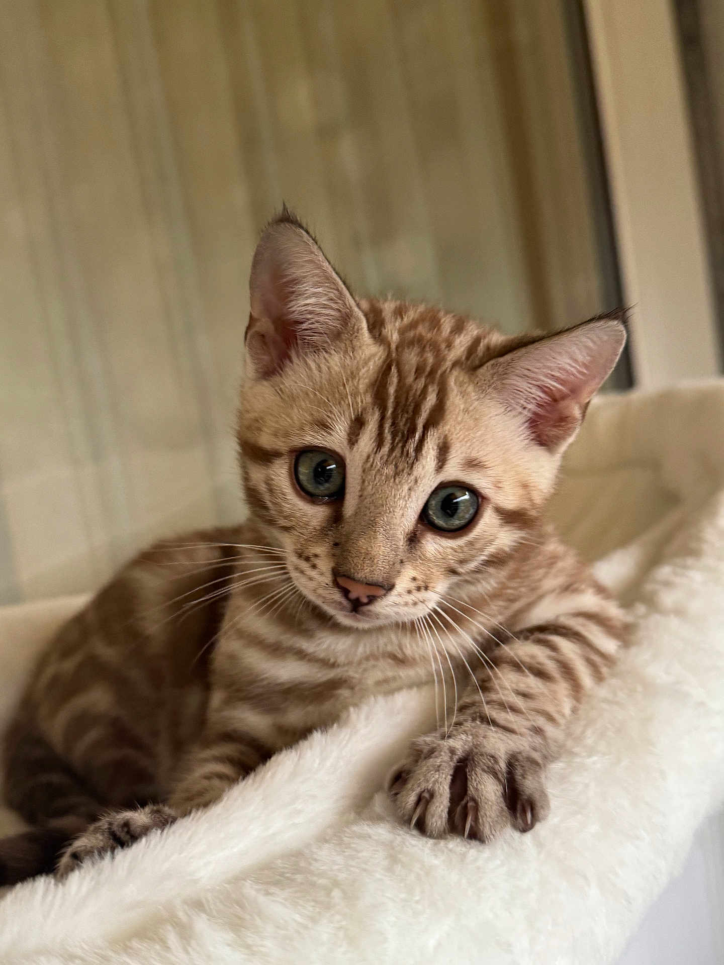 Akiro a rejoint le concours — aidez-le/la à gagner de superbes lots ! kitten, cat, animal, pet, fur, striped, whiskers, eyes, paw, claws, blanket, indoor, closeup, cute, young, feline, soft, resting, curious, portrait
