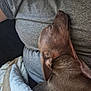 animal, blanket, brown_dog, close_up, comfort, cozy, cuddle, dog, ear, fur, grey_shirt, human, indoor, nap, person, pet, relaxation, resting, sleeping, snout