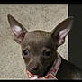 alert, animal, brown_dog, canine, chihuahua, close_up, collar, cute, dog, domestic_animal, ears, expression, face, fur, indoor, looking, pet, portrait, small_dog, young_dog