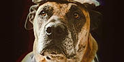 Winifred Sanderson joined the competition — help win amazing prizes! dog, wizard_hat, costume, portrait, animal, brown_dog, face, ears, clothing, stars, dark_background, pet, mystical, serious, canine, closeup, magic, animal_portrait, furry, cute