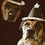 Winifred Sanderson is registered to the contest to win money with this photo: dog, wizard_hat, costume, star, cape, portrait, double_exposure, animal, brown_dog, face, closeup, dark_background, serious_expression, magic, fantasy, pet, canine, hat, mystical, animal_portrait
