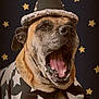 Winifred Sanderson is registered to the contest to win money with this photo: dog, wizard_hat, costume, cape, stars, yawning, pet, animal, brown_dog, portrait, indoor, decor, magic, funny, canine, muzzle, ears, black_nose, background, closeup