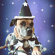 Winifred Sanderson is registered to the contest to win money with this photo: dog, wizard_costume, hat, cape, stars, purple_background, animal, pet, portrait, costume, magic, fantasy, mystical, canine, studio_shot, close_up, cute, animal_portrait, sitting, serious_expression