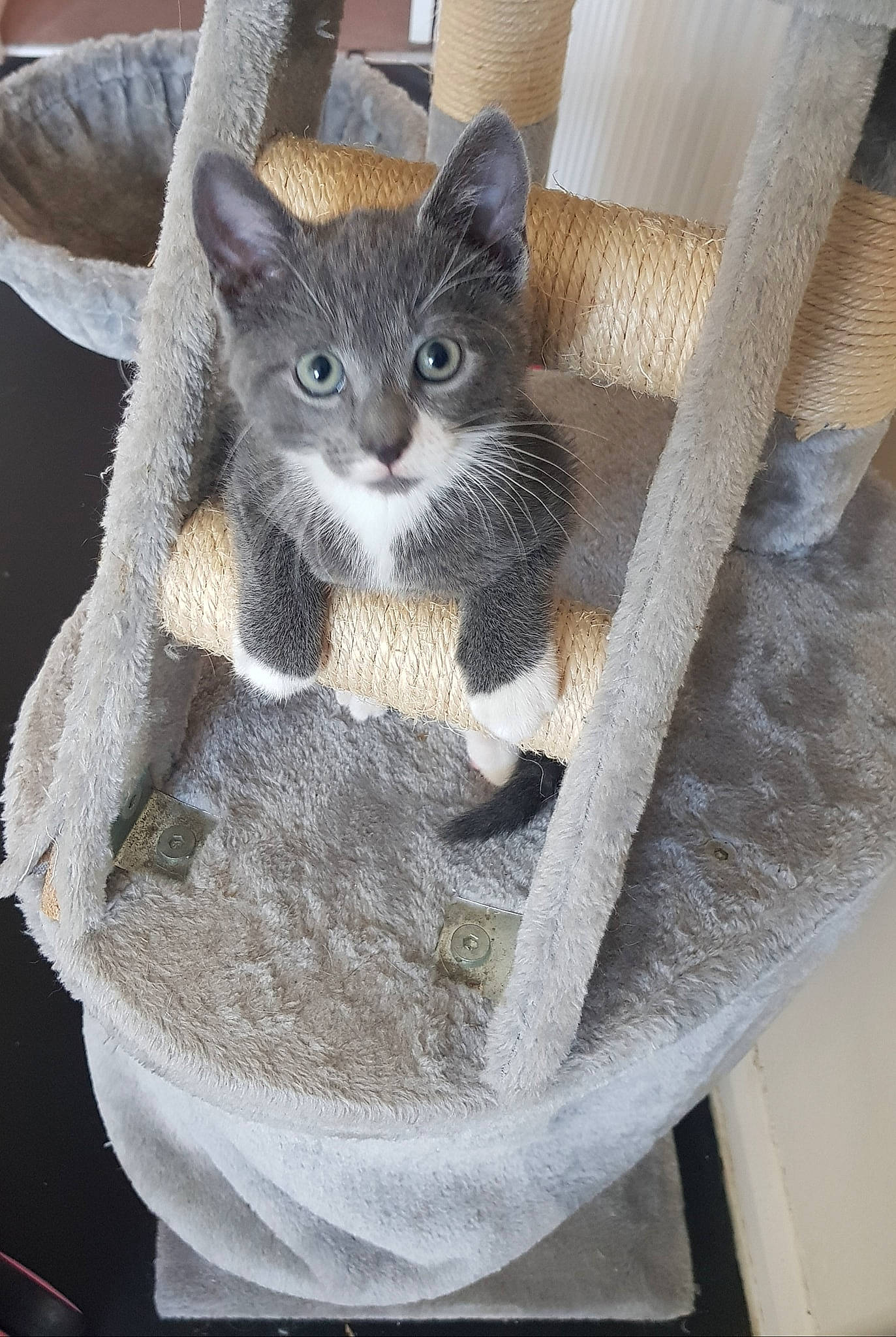 Boomer is registered to the contest to win money with this photo: art, carnivore, cat, cat_supply, craft, domestic_short_haired_cat, fawn, felidae, fur, grey, knitting, metal, pattern, sitting, small_to_medium_sized_cats, snout, tail, whiskers, window, wood