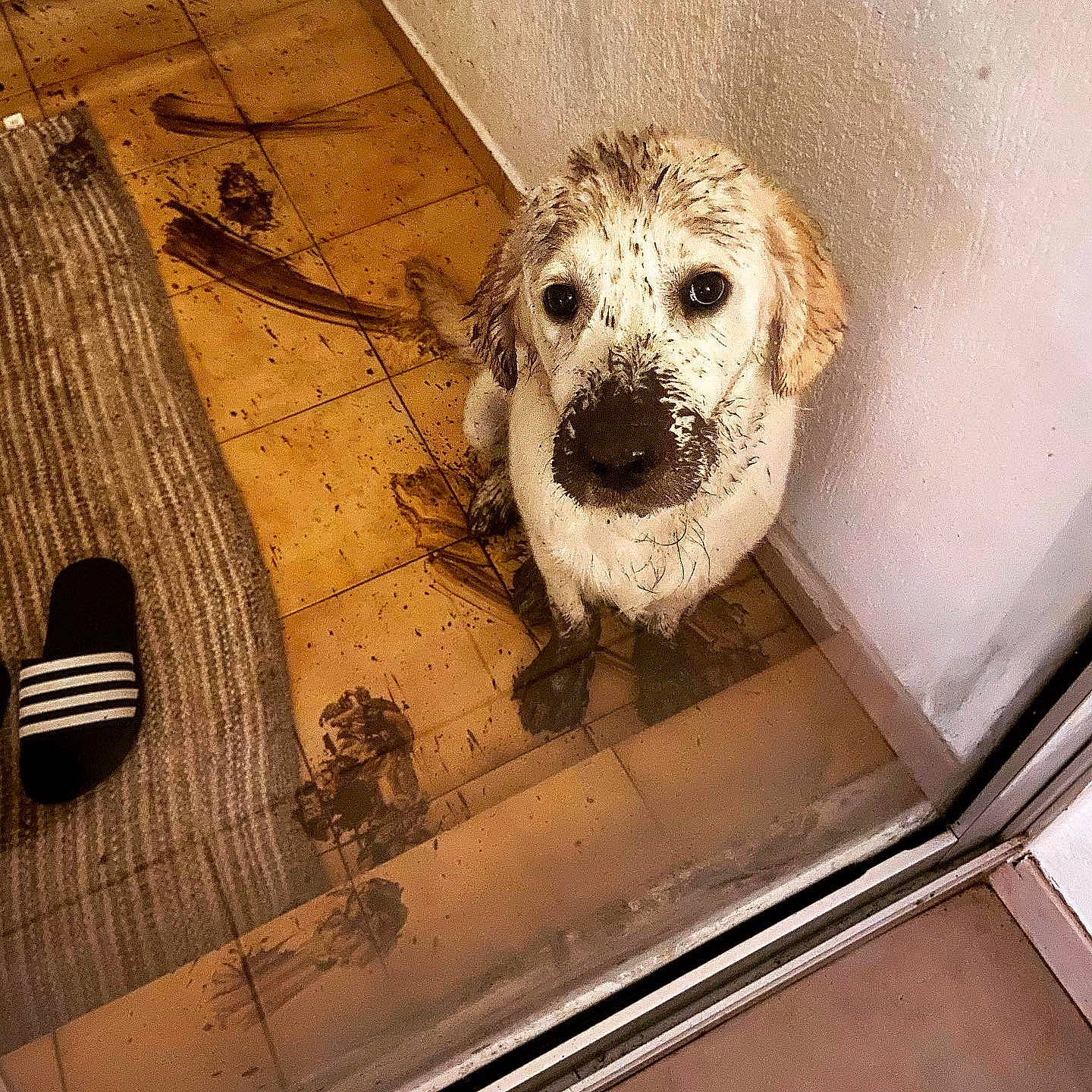 Chopin a rejoint le concours — aidez-le/la à gagner de superbes lots ! art, carnivore, clock, companion_dog, dog, dog_breed, door, fawn, floor, flooring, font, fur, metal, room, snout, sporting_group, terrier, toy_dog, whiskers, wood