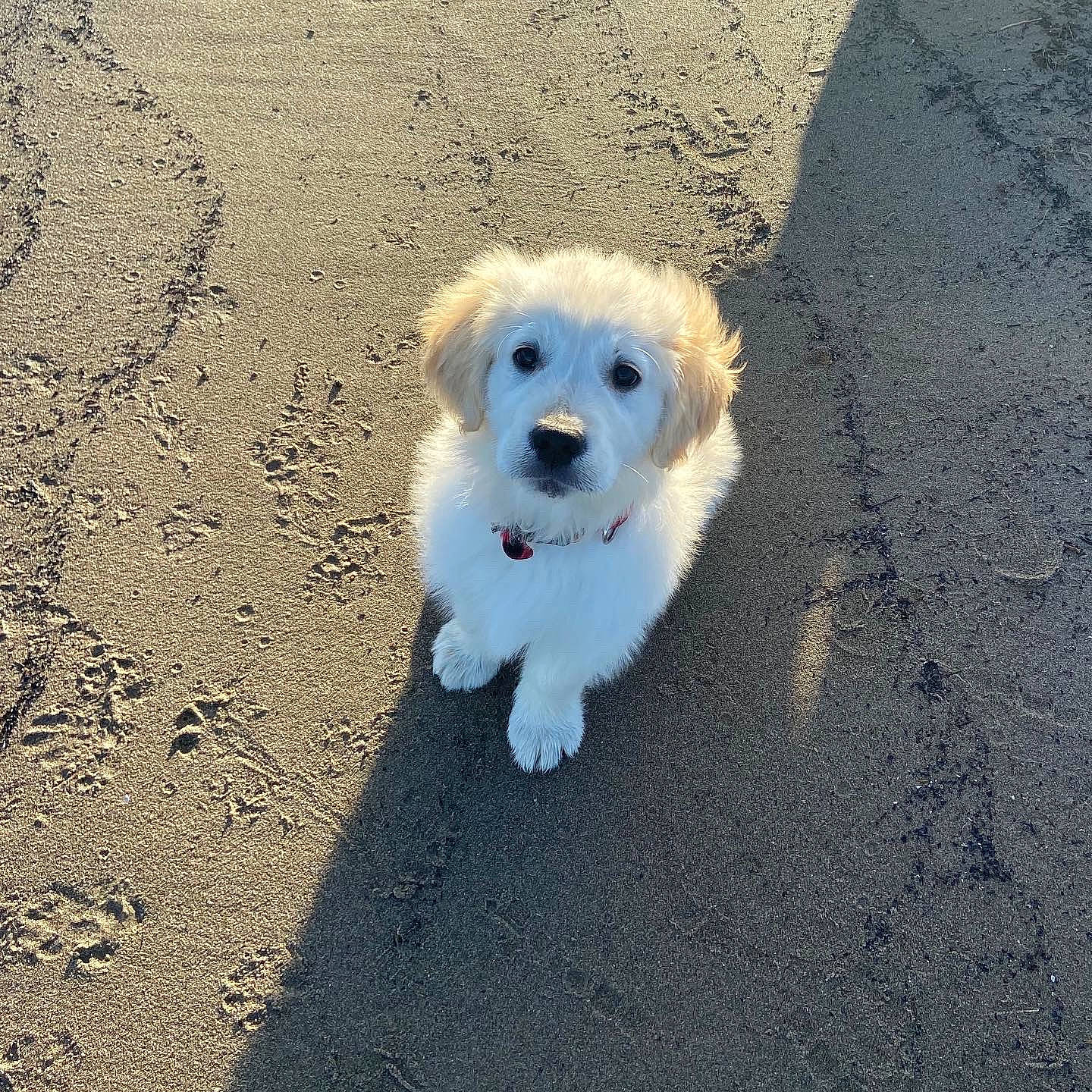 Chopin participe au concours pour gagner de l'argent avec cette photo : asphalt, canidae, carnivore, companion_dog, dog, dog_breed, fur, german_spitz, maltepoo, non_sporting_group, road_surface, shadow, small_terrier, snout, soil, sporting_group, tar, terrier, toy_dog, working_animal