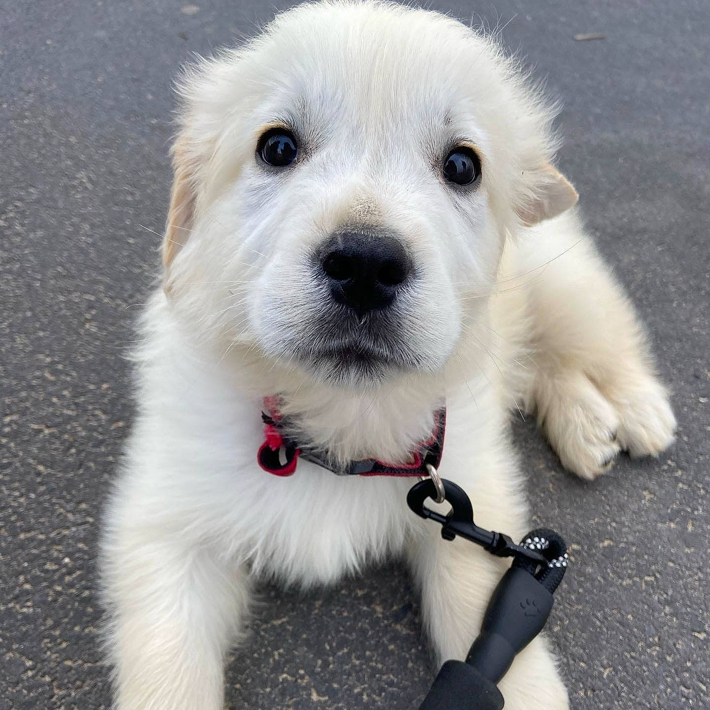 Chopin a rejoint le concours — aidez-le/la à gagner de superbes lots ! canidae, carnivore, collar, companion_dog, dog, dog_breed, dog_collar, eyewear, fur, leash, maltepoo, paw, puppy_love, small_terrier, snout, sporting_group, terrier, toy_dog, whiskers, working_animal