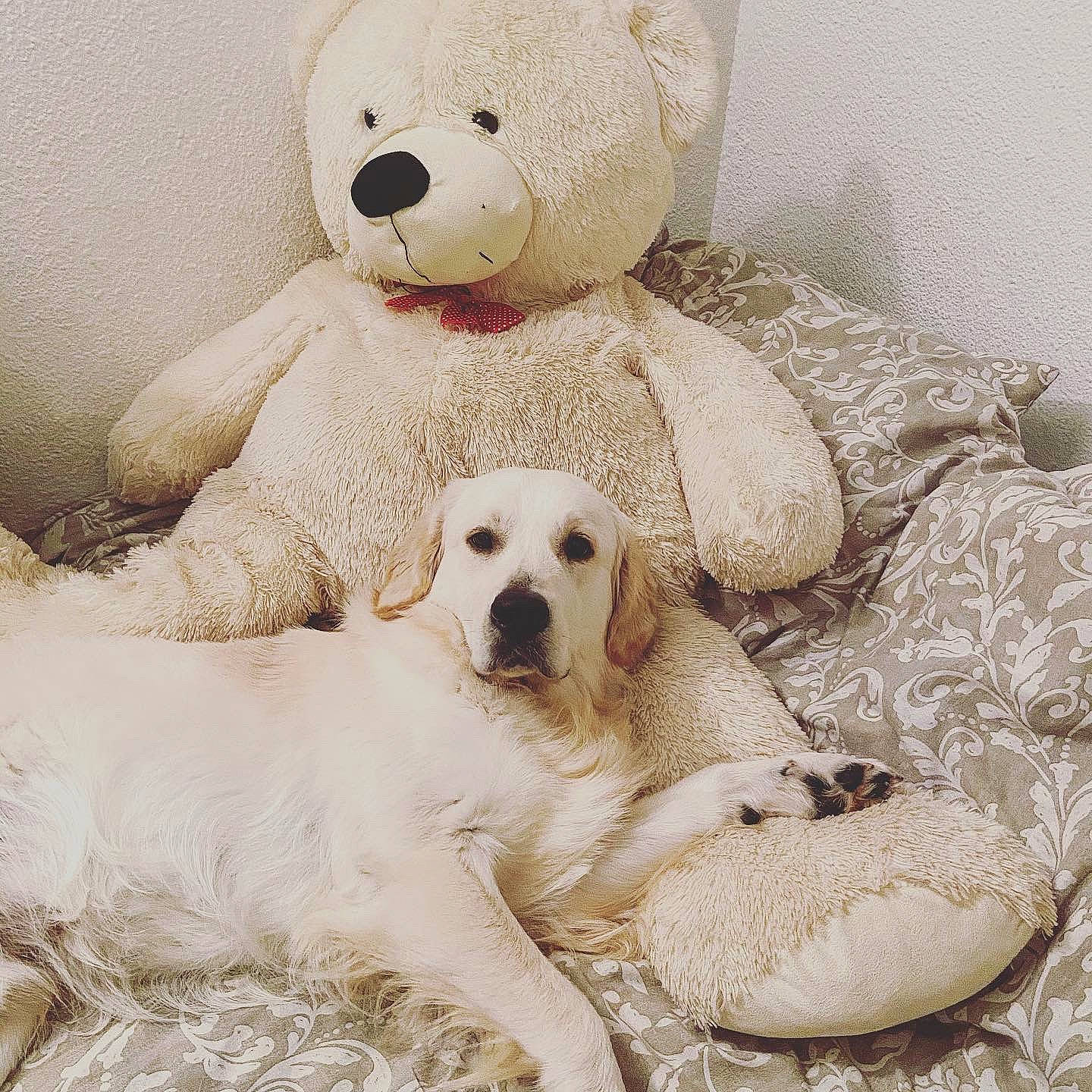 Chopin a rejoint le concours — aidez-le/la à gagner de superbes lots ! bedding, carnivore, comfort, companion_dog, dog, dog_breed, fur, linens, nose, paw, pet_supply, rectangle, room, snout, stuffed_toy, teddy_bear, terrestrial_animal, toy, white, working_animal