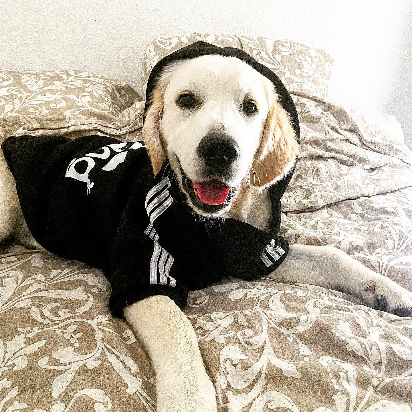 Chopin participe au concours pour gagner de l'argent avec cette photo : carnivore, comfort, companion_dog, dog, dog_breed, dog_collar, dog_supply, eye, fawn, flash_photography, happy, hat, head, monochrome_photography, pattern, smile, snout, sporting_group, whiskers, working_animal