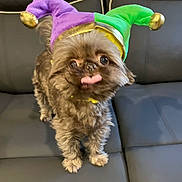 Phoebe joined the competition — help win amazing prizes! dog, small_dog, puppy, jester_hat, purple_hat, green_hat, tongue_out, fluffy, pet, cute, playful, couch, indoor, furniture, animal, funny, costume, brown_fur, domestic_animal, companion