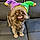 Phoebe