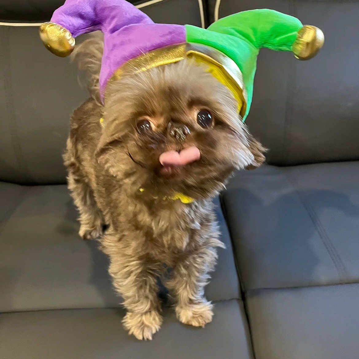 Phoebe joined the competition — help win amazing prizes! dog, small_dog, puppy, jester_hat, purple_hat, green_hat, tongue_out, fluffy, pet, cute, playful, couch, indoor, furniture, animal, funny, costume, brown_fur, domestic_animal, companion