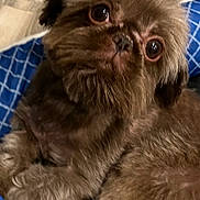 Phoebe is registered to the contest to win money with this photo: animal, blue, brown, canine, close_up, companion, cushion, cute, cute_pet, dog, eyes, face, fluffy, fur, indoor, looking, pattern, pet, portrait, resting
