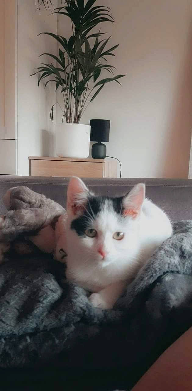 Groot participe au concours pour gagner de l'argent avec cette photo : box, carnivore, cat, comfort, couch, domestic_short_haired_cat, felidae, flooring, flowerpot, fur, hardwood, houseplant, paw, plant, room, small_to_medium_sized_cats, snout, tail, whiskers, wood