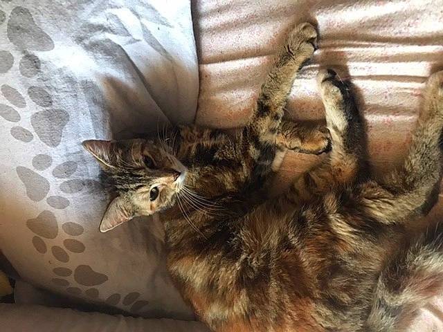 Lucile participe au concours pour gagner de l'argent avec cette photo : bed, bedding, carnivore, cat, claw, comfort, couch, domestic_short_haired_cat, felidae, fur, linens, nap, pattern, paw, small_to_medium_sized_cats, tail, vertebrate, whiskers, wood