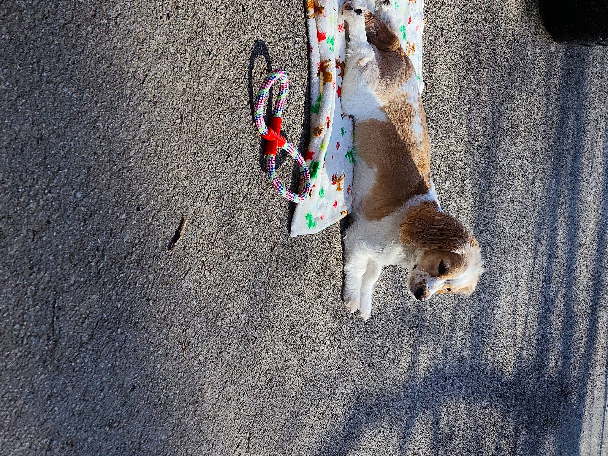 Princess joined the competition — help win amazing prizes! asphalt, carmine, carnivore, cat, concrete, felidae, foot, fur, human_leg, leash, road, road_surface, shadow, sidewalk, small_to_medium_sized_cats, soil, sporting_group, tail, tar, whiskers