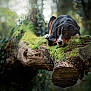 dog, moss, log, forest, nature, animal, outdoor, wood, tree, pet, canine, greenery, relaxed, resting, wildlife, fur, brown, black, daylight, scenery