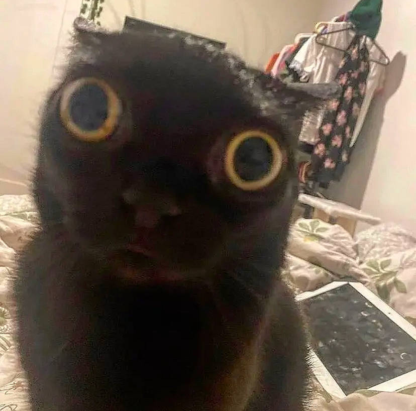 Charlie Mcgee is registered to the contest to win money with this photo: black_cat, bombay, carnivore, cat, domestic_short_haired_cat, ear, felidae, fur, small_to_medium_sized_cats, snout, tail, terrestrial_animal, whiskers