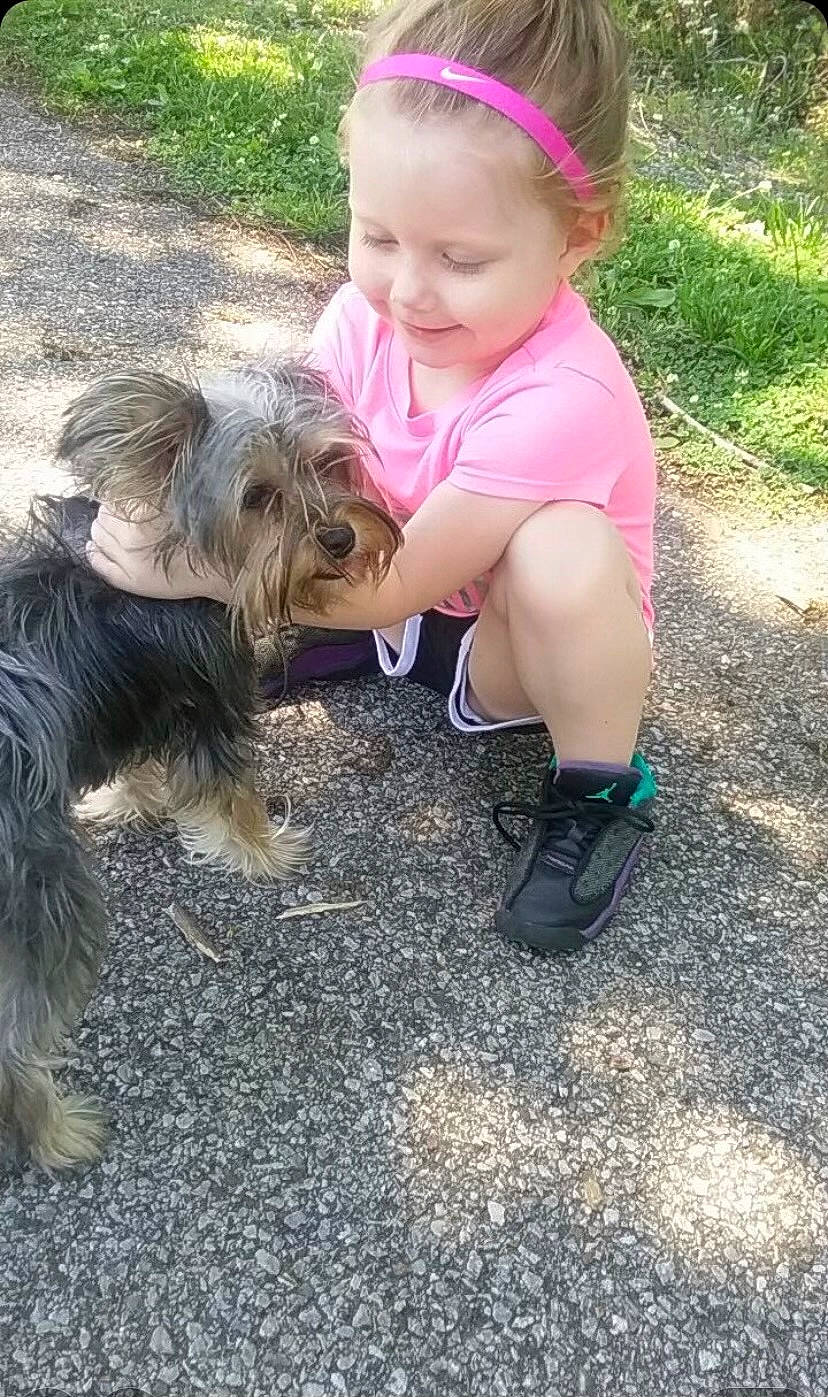 Charlie Mcgee joined the competition — help win amazing prizes! australian_terrier, canidae, carnivore, catalan_sheepdog, companion_dog, dog, dog_breed, fashion_accessory, grass, hair_accessory, headband, sapsali, sitting, small_terrier, smile, soil, sporting_group, terrier, toddler, toy_dog