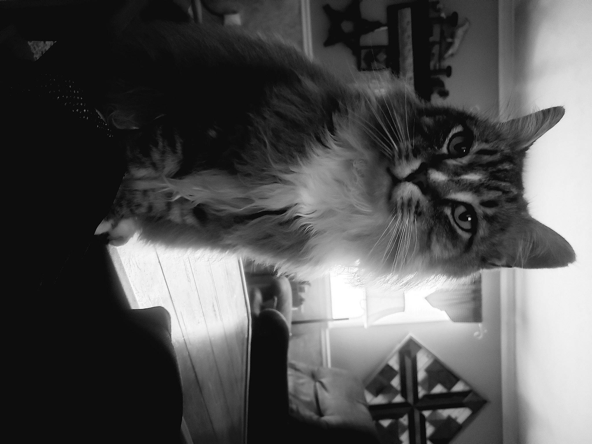 Delbert joined the competition — help win amazing prizes! art, black, black_and_white, carnivore, cat, darkness, domestic_short_haired_cat, ear, felidae, fur, grey, monochrome, monochrome_photography, picture_frame, small_to_medium_sized_cats, snout, still_life_photography, style, tail, whiskers