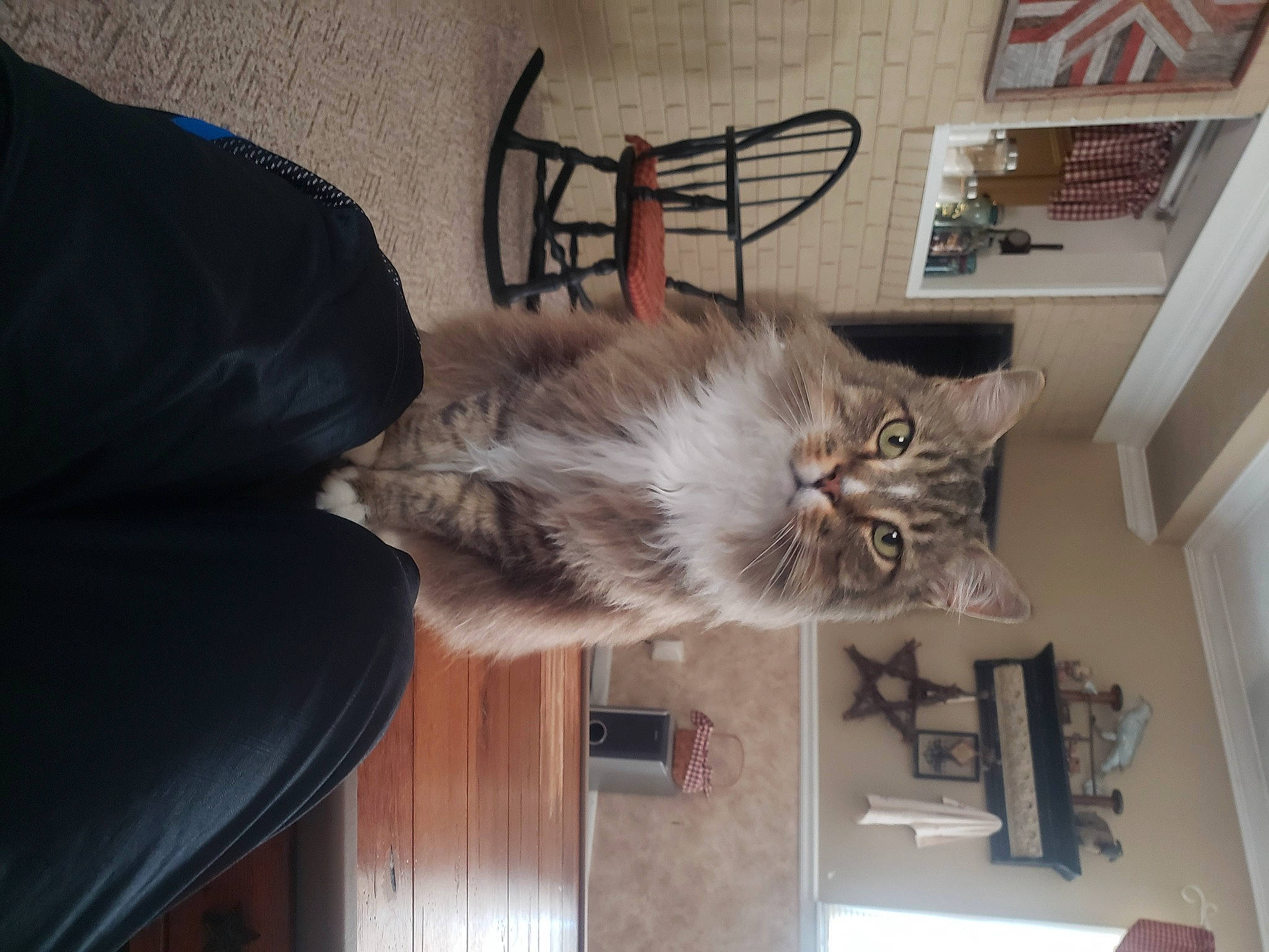 Delbert joined the competition — help win amazing prizes! bookcase, carnivore, cat, ceiling, comfort, domestic_short_haired_cat, door, felidae, flooring, fur, hardwood, house, room, shelf, shelving, small_to_medium_sized_cats, tail, whiskers, wood