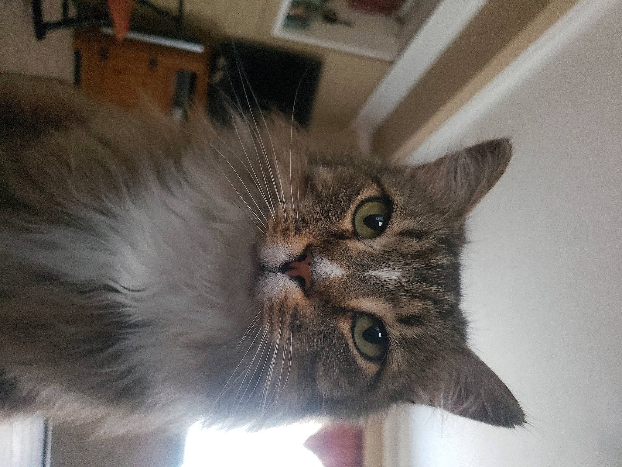 Delbert is registered to the contest to win money with this photo: british_longhair, carnivore, cat, claw, domestic_short_haired_cat, door, ear, fawn, felidae, fur, norwegian_forest_cat, paw, small_to_medium_sized_cats, tail, whiskers, window