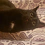 Herrmann joined the competition — help win amazing prizes! black_cat, bombay, carnivore, cat, claw, comfort, domestic_short_haired_cat, felidae, flooring, fur, grey, pattern, small_to_medium_sized_cats, snout, tail, whiskers