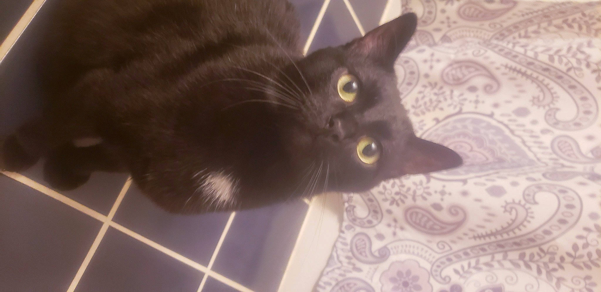 Herrmann joined the competition — help win amazing prizes! black_cat, bombay, carnivore, cat, domestic_short_haired_cat, felidae, flooring, fur, small_to_medium_sized_cats, snout, tail, terrestrial_animal, whiskers