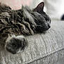 animal, cat, close_up, couch, cozy, feline, fluffy, fur, gray_cat, home, indoor, laying_down, paw, pet, relaxed, resting, sleepy, soft_focus, texture, whiskers