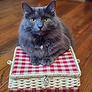 Griff is registered to the contest to win money with this photo: cat, gray_cat, fluffy, yellow_eyes, basket, woven_basket, checkered_pattern, indoor, wooden_floor, pet, feline, sitting, close_up, domestic_cat, household, fur, cute, animal, resting, still_life