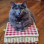 cat, gray_cat, fluffy, yellow_eyes, basket, woven_basket, checkered_pattern, indoor, wooden_floor, pet, feline, sitting, close_up, domestic_cat, household, fur, cute, animal, resting, still_life