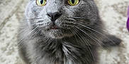 Griff is registered to the contest to win money with this photo: animal, attention, background_blur, carpet, cat, close_up, curious, cute, domestic_animal, feline, fur, gray_cat, indoor, looking_up, pet, portrait, sitting, soft_light, whiskers, yellow_eyes