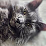 animal, blurred_background, cat, close_up, closeup, cozy, cute, feline, fur, gray_cat, indoor, laying_down, mammal, pet, portrait, relaxed, sleepy, soft, whiskers, yellow_eyes