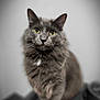 cat, gray_cat, fluffy, pet, animal, feline, yellow_eyes, portrait, curious, sitting, whiskers, soft_background, indoor, closeup, cute, mammal, furry, domestic_cat, looking_at_camera, head_tilt