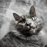 Griff is registered to the contest to win money with this photo: animal, background_blur, cat, close_up, curious, ears, expression, face, feline, fluffy, focus, gray_fur, indoor, mouth, nose, pet, portrait, soft_texture, whiskers, yellow_eyes