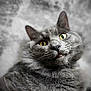 animal, background_blur, cat, close_up, curious, ears, expression, face, feline, fluffy, focus, gray_fur, indoor, mouth, nose, pet, portrait, soft_texture, whiskers, yellow_eyes