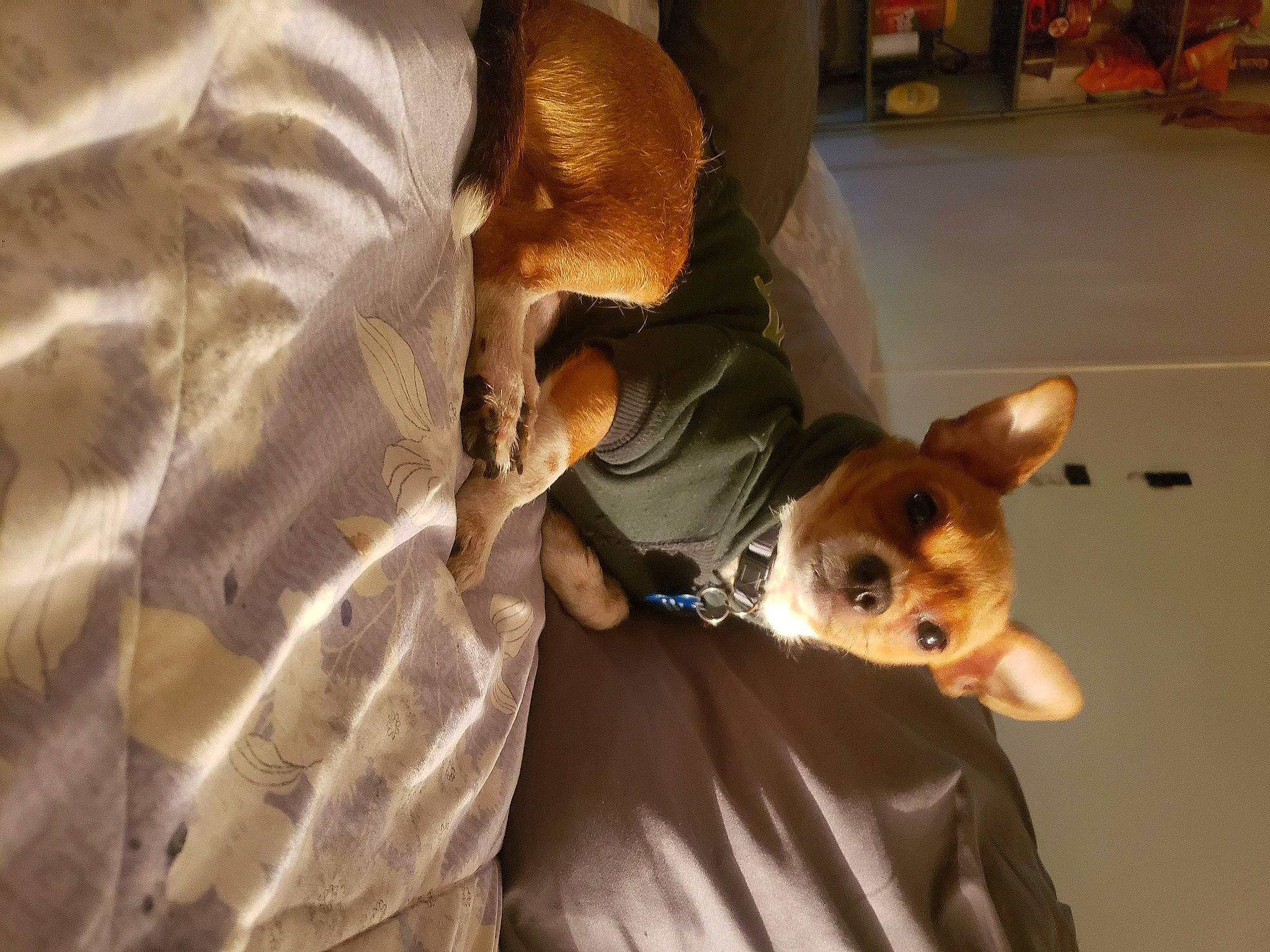 Rambo Littlebuffdude Mason joined the competition — help win amazing prizes! canidae, carnivore, chihuahua, comfort, companion_dog, corgi_chihuahua, dog, dog_breed, ear, eyewear, fawn, flooring, fur, hat, non_sporting_group, snout, sporting_group, toy_dog, whiskers, working_animal