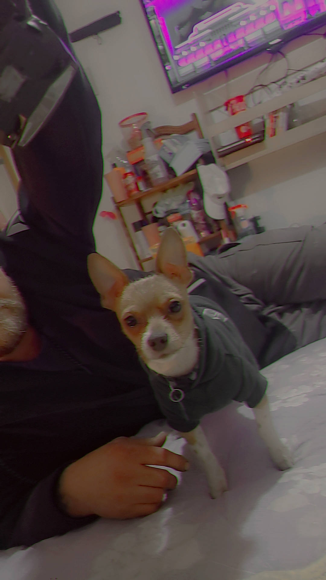 Rambo Littlebuffdude Mason is registered to the contest to win money with this photo: canidae, carnivore, chihuahua, comfort, companion_dog, dog, dog_breed, dog_clothes, ear, fawn, fun, fur, shelf, snout, sporting_group, stuffed_toy, toy, toy_dog, whiskers, working_animal