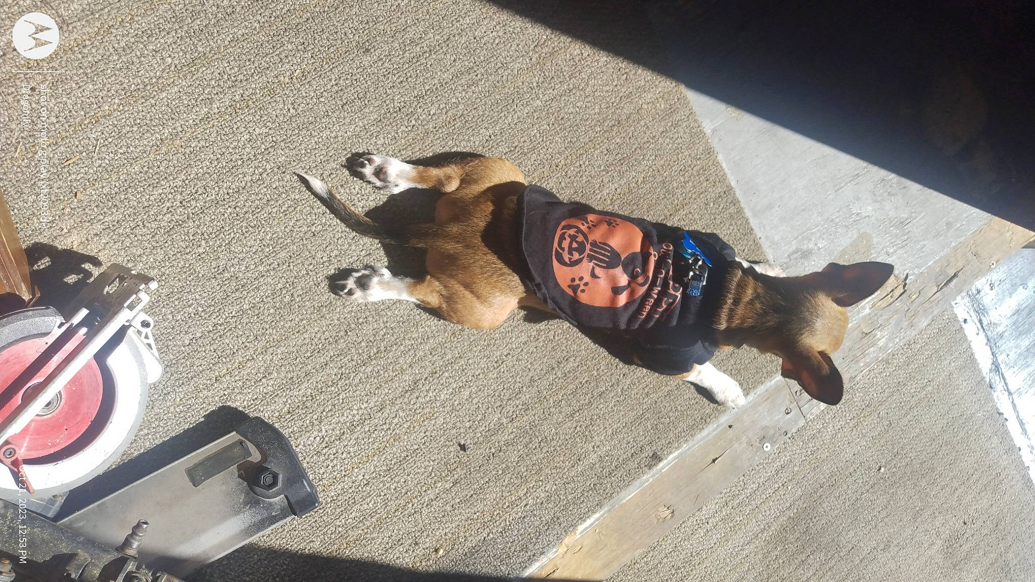 Rambo Littlebuffdude Mason is registered to the contest to win money with this photo: asphalt, carnivore, collar, companion_dog, dog, dog_breed, dog_clothes, dog_supply, eyewear, fawn, felidae, flooring, leash, paw, pet_supply, road_surface, shadow, sidewalk, snout, tail