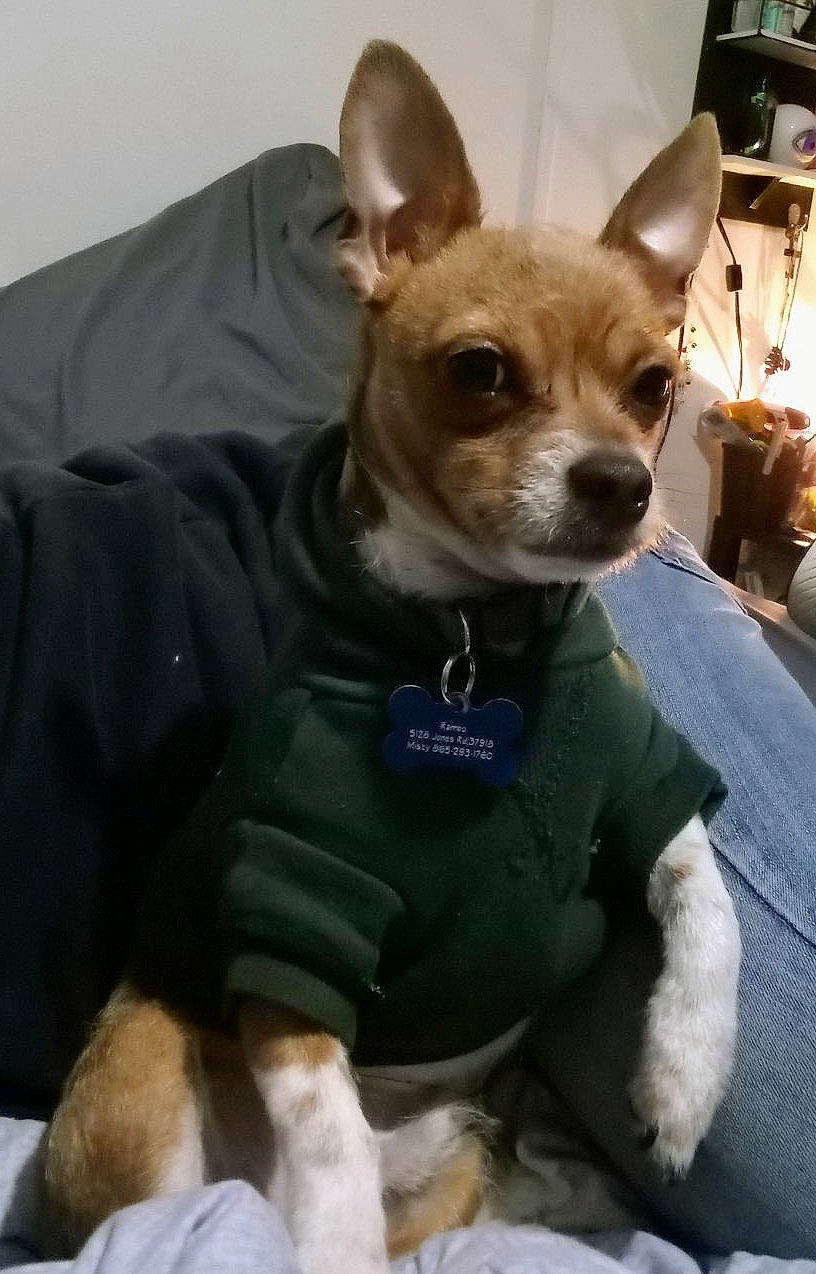 Rambo Littlebuffdude Mason is registered to the contest to win money with this photo: ancient_dog_breeds, canidae, carnivore, chihuahua, collar, comfort, companion_dog, corgi_chihuahua, dog, dog_breed, dog_clothes, dog_supply, fawn, non_sporting_group, small_terrier, sporting_group, toy_dog, whiskers, working_animal