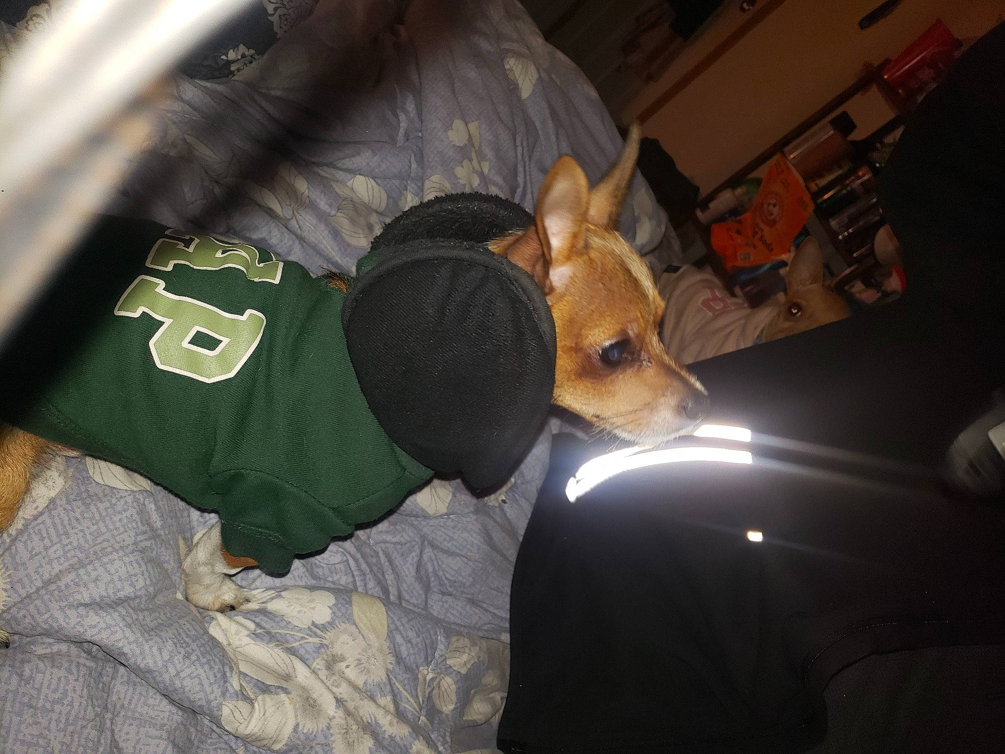 Rambo Littlebuffdude Mason joined the competition — help win amazing prizes! baseball_cap, bed, canidae, cap, carnivore, comfort, companion_dog, dog, dog_breed, fawn, fur, hat, linens, nap, personal_protective_equipment, room, sleep, sporting_group, t_shirt, toy_dog