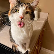 Coconut joined the competition — help win amazing prizes! cat, close_up, indoor, pet, whiskers, curious, kitchen, counter, looking_up, fur, mouth_open, green_eyes, domestic_cat, animal, tabby, white_fur, brown_fur, pink_nose, portrait, feline