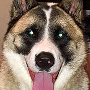 Zoku joined the competition — help win amazing prizes! animal, background, close_up, cute, dog, ears, face, flash, fur, guard, happy, indoor, muzzle, nostrils, pet, portrait, smiling, tank_toy, tongue, tongue_out