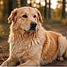 Taz participe au concours pour gagner de l'argent avec cette photo : dog, golden_retriever, animal, pet, outdoor, nature, forest, sunlight, golden_hour, fur, canine, mammal, portrait, laying_down, ground, trees, daylight, brown, calm, serene
