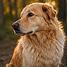 Taz a rejoint le concours — aidez-le/la à gagner de superbes lots ! dog, golden_retriever, animal, pet, fur, portrait, outdoor, nature, canine, mammal, looking_away, close_up, fluffy, expression, background_blur, ears, nose, eyes, side_view, soft_light